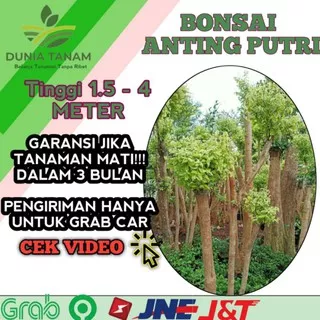 bibit tanaman hias pohon bonsai  anting putri outdoor Cemara beringin udang kipas