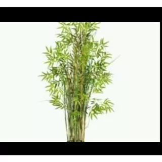 Bambu hias/Bambu jepang