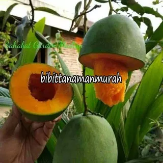 Bibit mangga alpukat