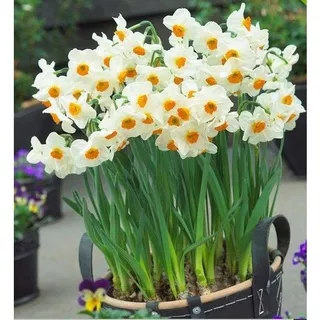 Bibit Umbi Bunga Daffodil Geranium Narcissus Tazzetta  Original PreOrder Eropa Bukan Benih Biji (Aysha Garden)