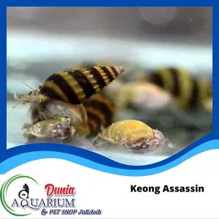 Keong Snail Aquascape Keong Assasin Hias Pembasmi Pemakan Keong Hama