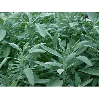 Benih Biji Bibit Tanaman Herbal Sage Import UK Murah
