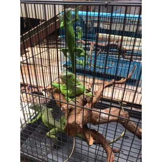 Green iguana baby up