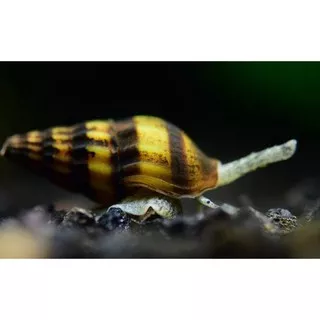 keong hias aquascape assasin snail