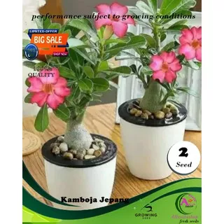 bibit biji benih tanaman  bonsai bunga adenium kamboja  jepang 2butir