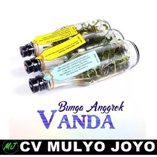 Bibit Bunga Anggrek VANDA Anggrek Hybrid Botol