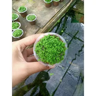 hemianthus callitrichoides Cuba tanaman aquascape media cup