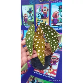 TANAMAN HIAS BEGONIA POLKADOT 2-3 DAUN