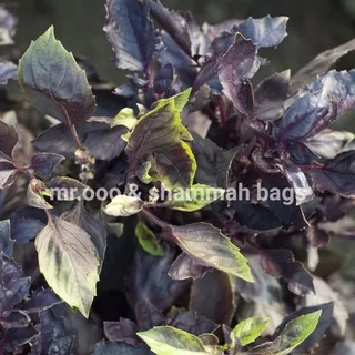 Benih Sayuran- Basil Purple Dark Opal - 200 benih - Import