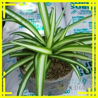 Tanaman Lili Paris Hawai/ Spider Plant/ Tanaman Hias Lily Paris Hawai