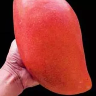 Bibit Mangga Red Emperor Asli Mangga Emperor