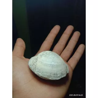 Batu Fosil Kerang / fosil batu Tude Asli Gowa Sulawesi Selatan