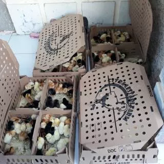 DOC Joper | Bibit Ayam Joper| Ayam Kampung Super| Ayam Jawa Super| Bibit Ayam Kampung Super| Joper |