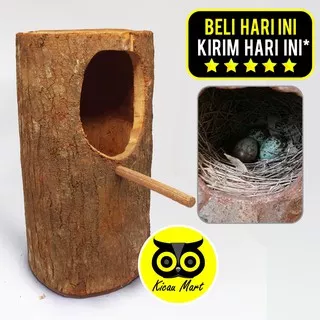 GLODOK TERNAK MURAI BATANG POHON GELODOK GLODOG KAYU SARANG TEMPAT BURUNG KACER CUCAK TELUR GLDM