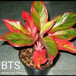 tanaman hias aglonema lipstick - aglaonema red lipstick