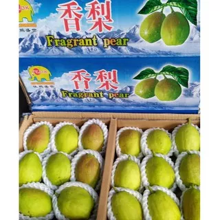 PEAR XIANG LIE JUMBO (6,5 KG) DUS / PEAR SEGAR / PEAR MURAH