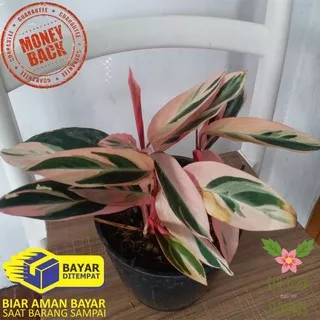 MARANTA BALI CALATHEA MULTICOLOR TANAMAN HIAS MARANTA BALI CALATHEA MULTICOLOR TANAMAN HIDUP ASLI