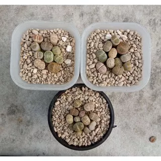 Lithops Premium - Baby Lithops mix