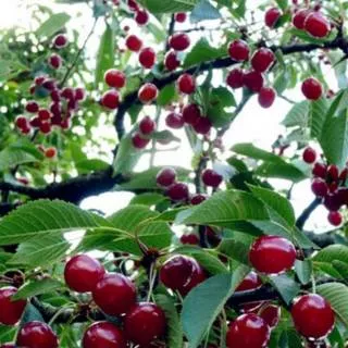 Bibit Tanaman Cherry Jepang Ceri jepang