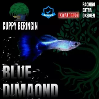 Ikan Guppy Ikan Guppy Sepasang Ikan Guppy Indukan Ikan Guppy Murah Ikan Guppy Paket Blue Diamond