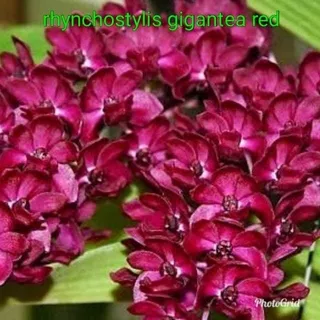 anggrek vanda rhynchostylis gigantea red dewasa siap bunga