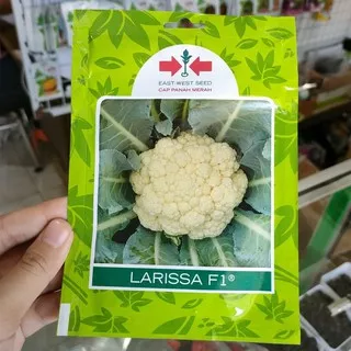 benih BUNGA KOL LARISSA F1 isi 250 biji - bibit kembang kol - benih kembang kol - panah merah