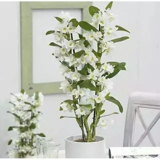 Anggrek Dendrobium Nobile White - Tanaman Hias - Bunga Hias - Bunga Hidup