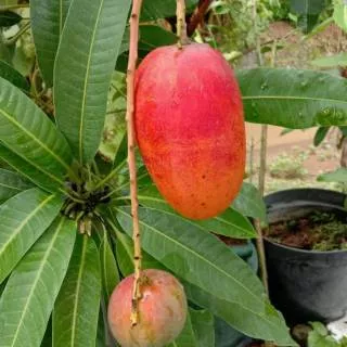 BIBIT MANGGA YUWEN MERAH SUPER