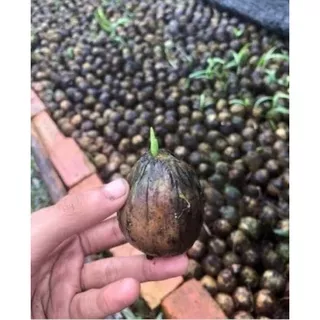 kecambah bibit pinang/ 1 kg (super) isi -+ 30