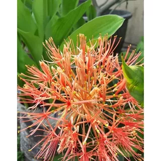 Bibit Tanaman Bunga Blood Lily / Bunga Desember