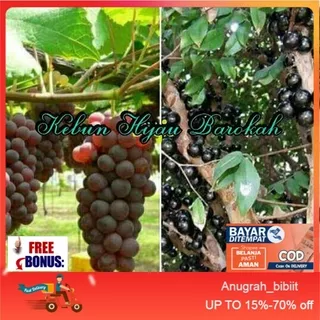 Paket 2 Batang Bibit Buah Anggur Merah Super & Anggur Brazil Super