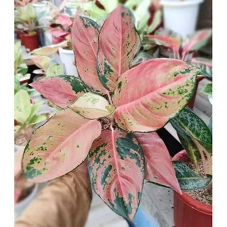 AGLONEMA KOCHIN TEMBAGA , KOCHIN TEMBAGA , COCHIN TEMBAGA , AGLAONEMA KOCIN TEMBAGA , KOCIN TEMBAGA