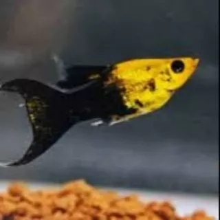 Molly Black golden - ikan hias aquascape dan aquarium