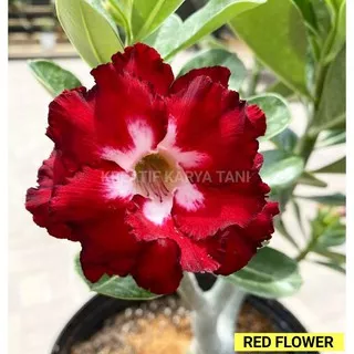 Tanaman hias adenium obesum - Tanaman hias kamboja jepang - Kemboja jepang