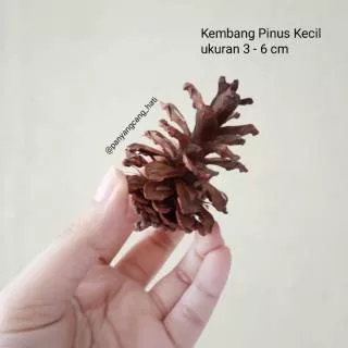 Pinus Kering Mekar / Kembang Pinus Kecil uk. 3 - 6 cm / Bunga Biji Pinus hiasan seserahan mahar rustik