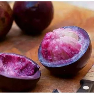 Sawo kenitu ungu | pohon sawo durian/kenitu