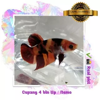 CUPANG AVATAR GALAXY CUPANG MULTICOLOR FANCY CUPANG KOI NEMO