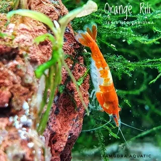 udang hias - orange rili udang hias aquascape aquarim