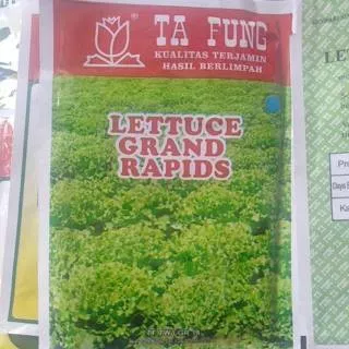 Selada kribo(lettuce grand rapid)