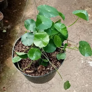 Pegagan/tanaman pegagan/centella asiatica