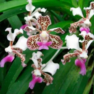 Vanda Tricolor