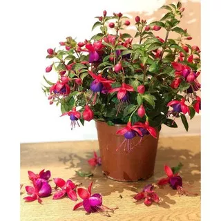 tanaman hias bunga lampion (merah-ungu)/ bunga gantung lampion (merah-ungu)