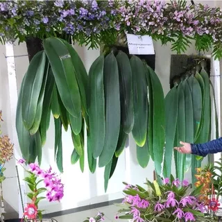 anggrek bulbophyllum macrobulbon