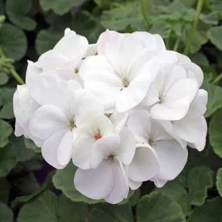 Biji Benih Bunga GERANIUM WHITE