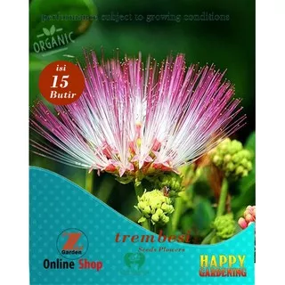 15 seed butir bibit biji benih tanaman  pohon trembesi albasia seeds flowers