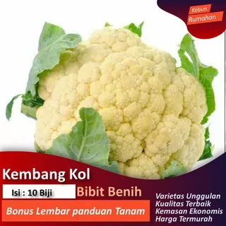 Benih Kembang kol