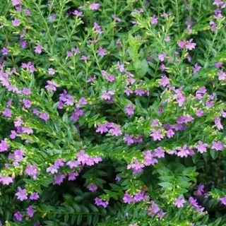 Tanaman bunga taiwan beauty ungu
