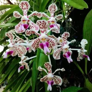 Vanda Tricolor