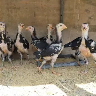 Sepasang Anakan Ayam PAKHOY Asli Umur 1,5 Bulanan (TIDAK MENERIMA COD)