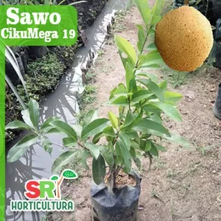 Sawo CikuMega 19 - Sawo CM19